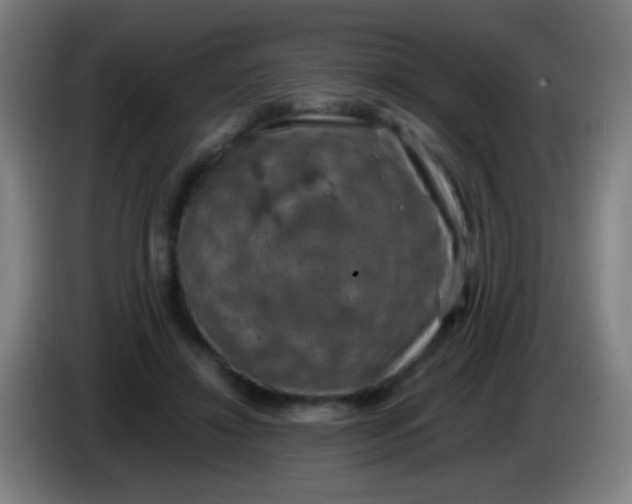 X0000085310452200703302026