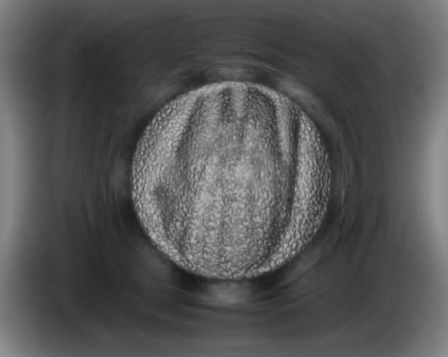 X0000085310465200703302026