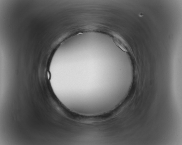 X0000085310485200703302026