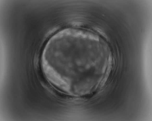 X0000085310492200703302026