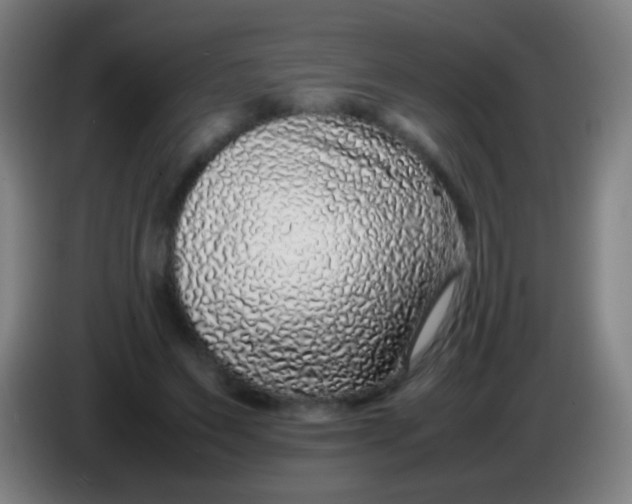 X0000085310495200703302026