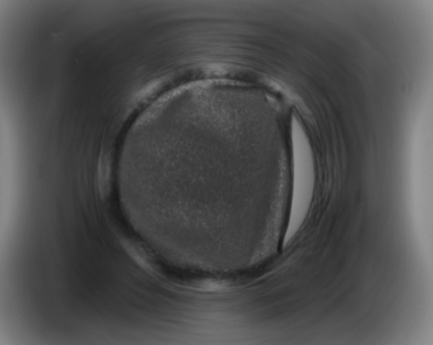 X0000085310496200703302026