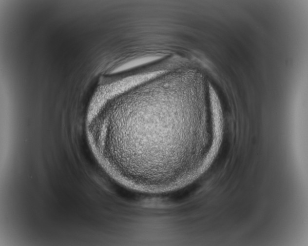 X0000085310499200703302026