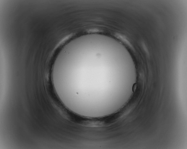 X0000085310539200703302025