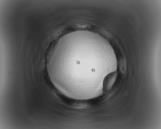 X0000085310559200703302025