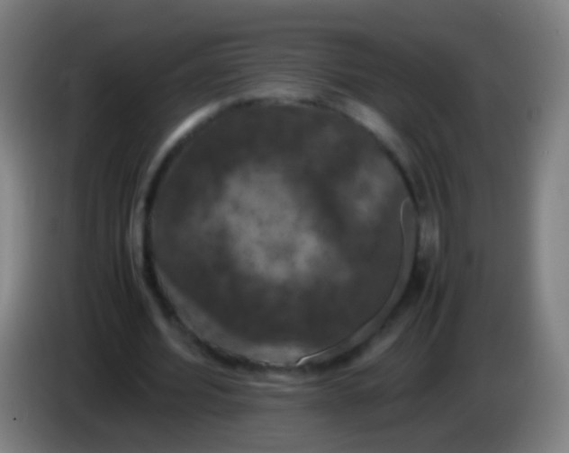 X0000085310580200703302024