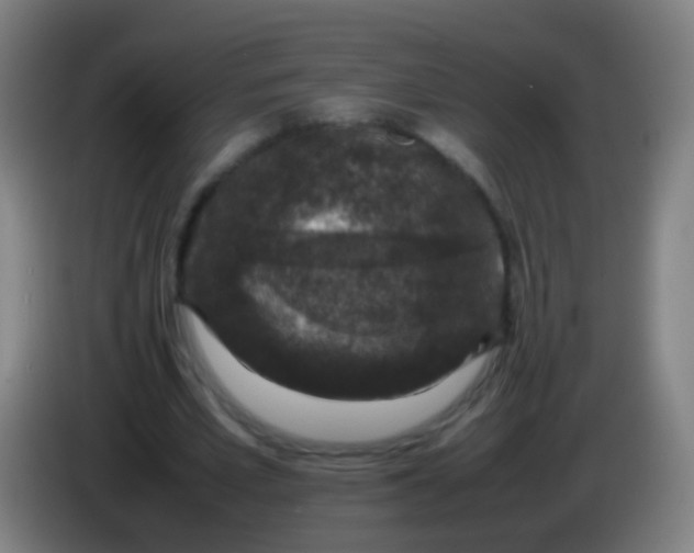 X0000085310581200703302024