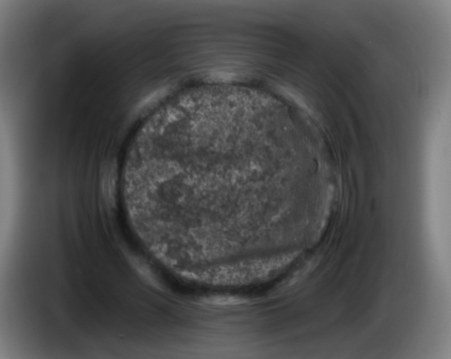 X0000085310590200703302024