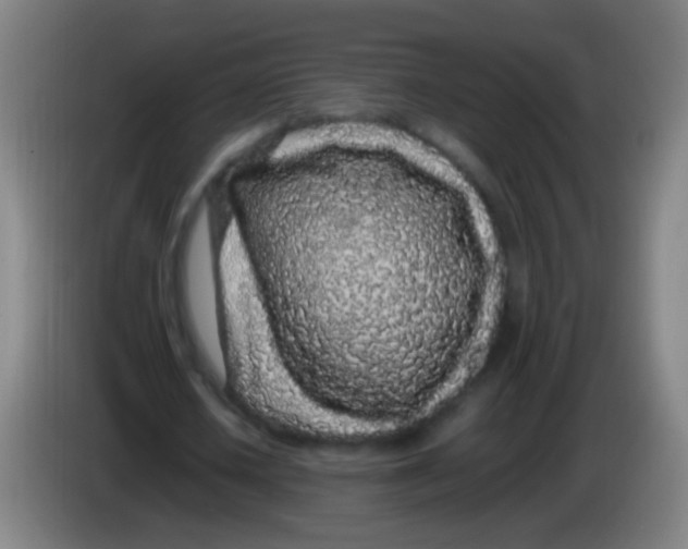 X0000085310626200703302023