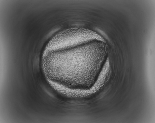 X0000085310627200703302023