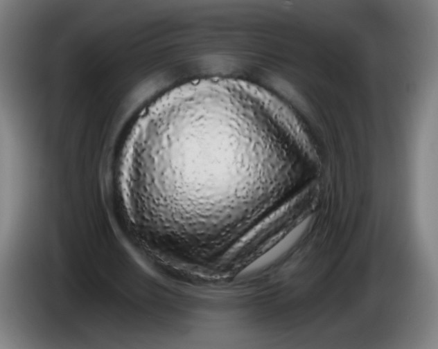 X0000085310630200703302023