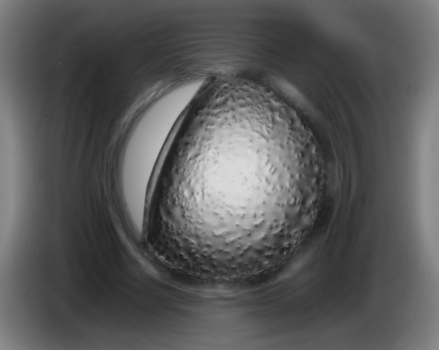 X0000085310634200703302023