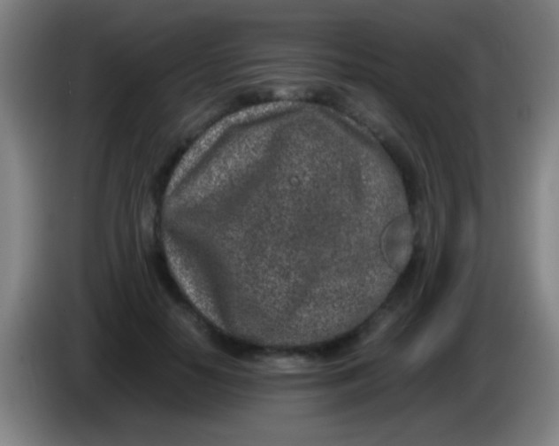 X0000085310650200703302023