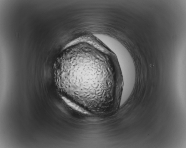 X0000085310654200703302024