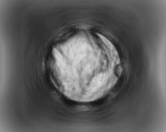 X0000085310655200703302024