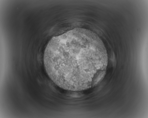 X0000085310663200703302024