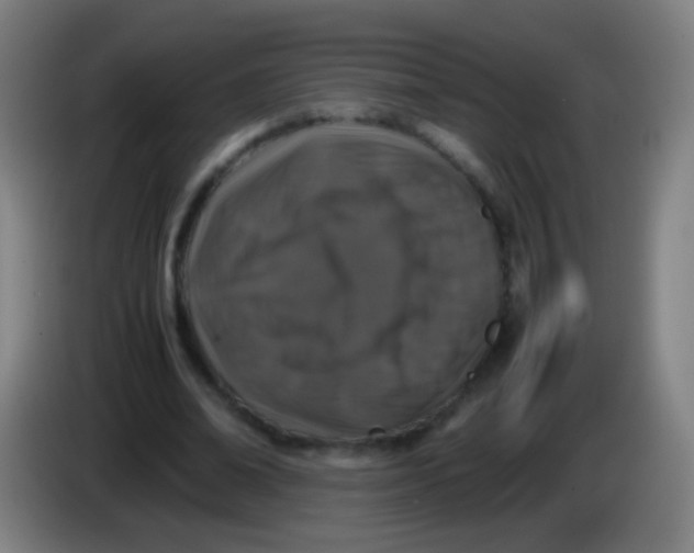 X0000085310678200703302023