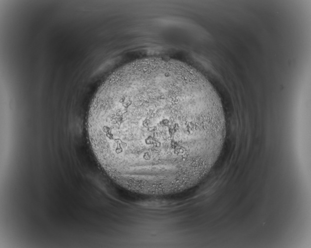 X0000085310691200703302023