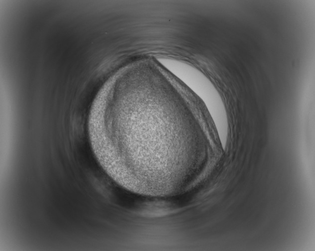 X0000085310695200703302023