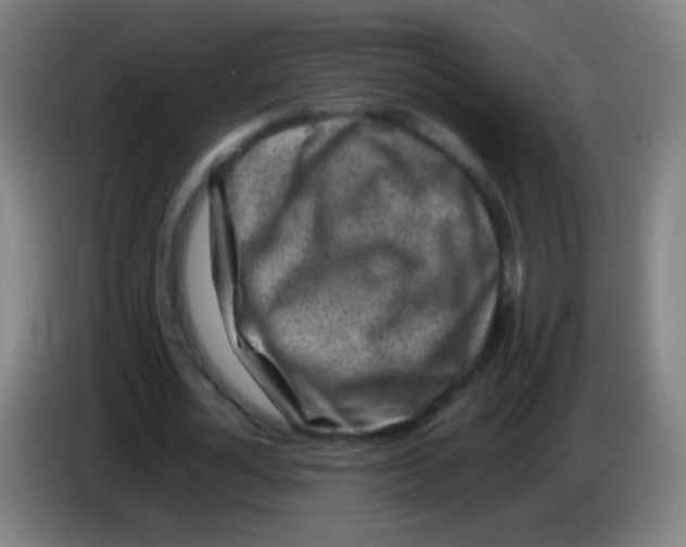 X0000085310724200703302022