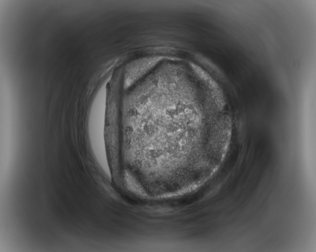 X0000085310729200703302022