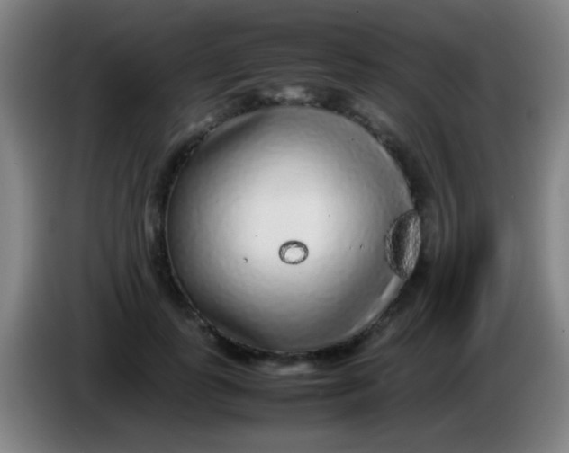 X0000085310747200703302022