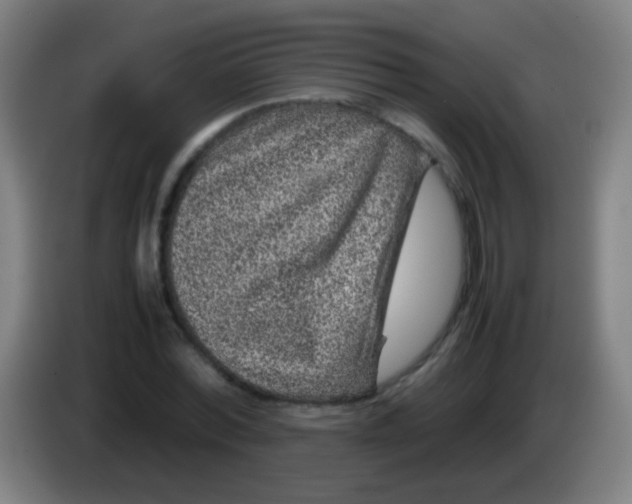 X0000085310780200703302022