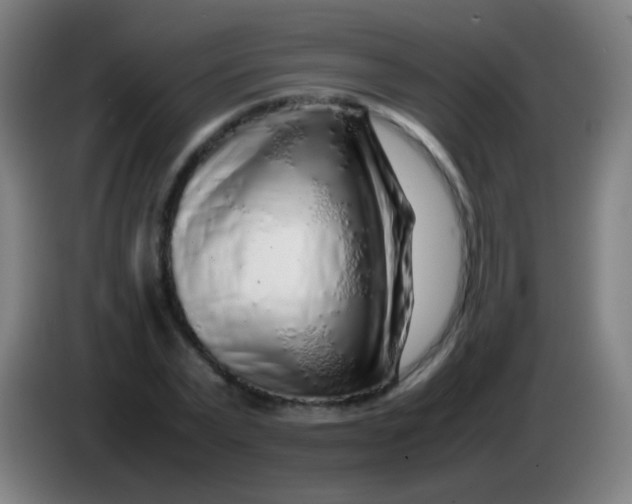 X0000085310783200703302022