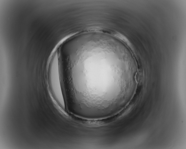 X0000085310795200703302021