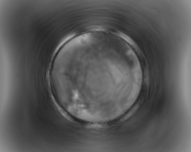 X0000085310806200703302021