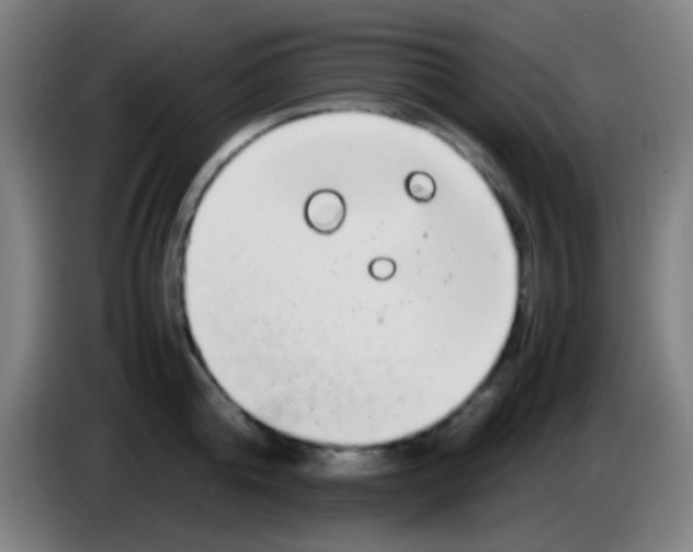 X0000085310808200703302021