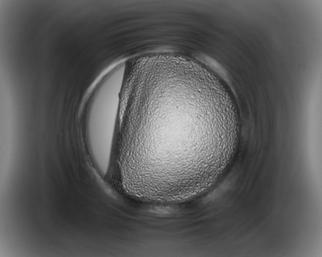 X0000085310835200703302021