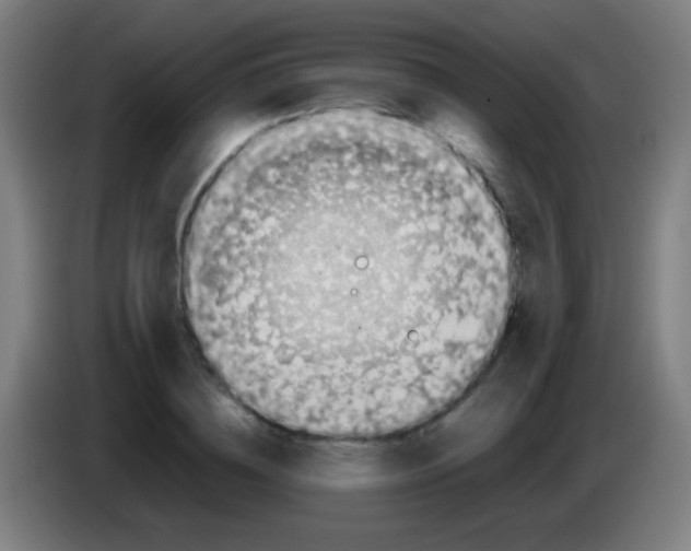 X0000085310836200703302021