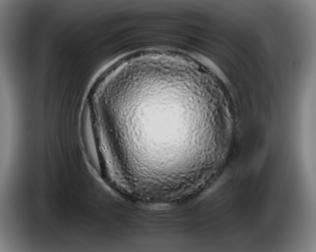 X0000085310839200703302021