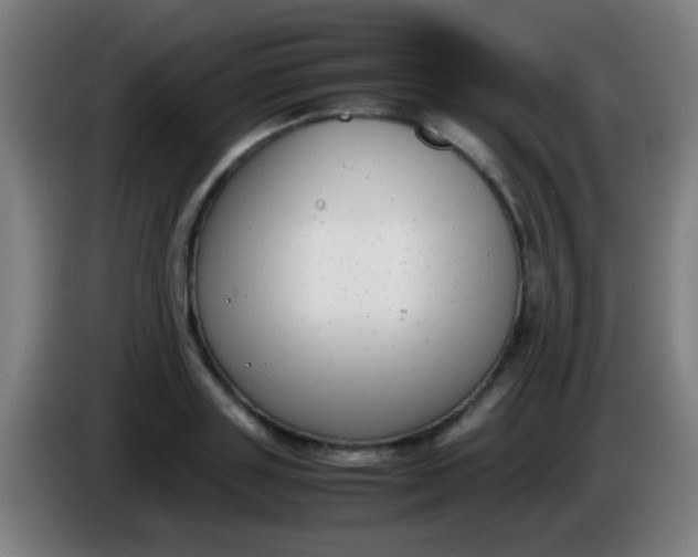 X0000085310843200703302021