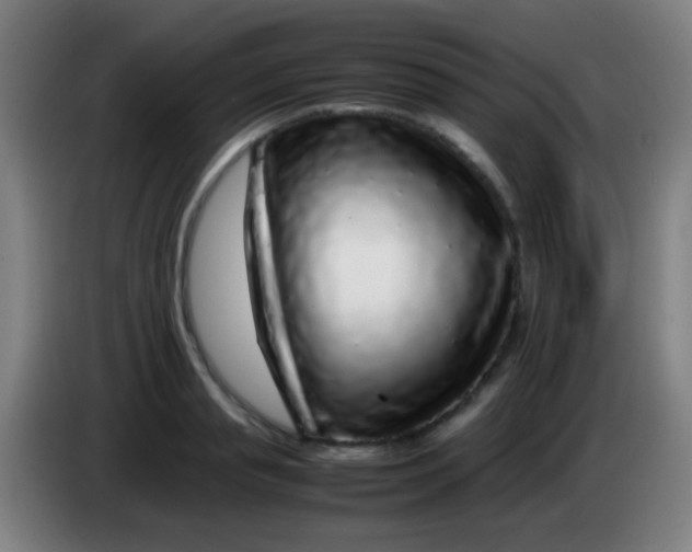 X0000085310845200703302021