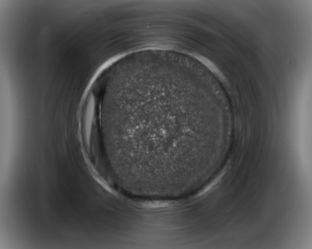 X0000085310846200703302021