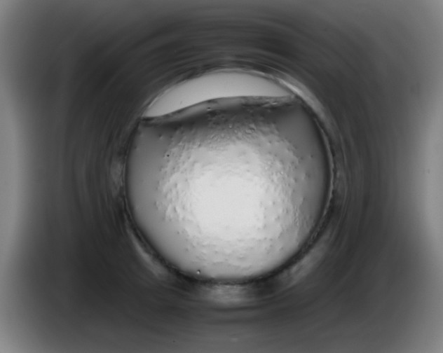 X0000085310849200703302021