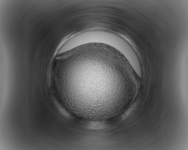 X0000085310850200703302021