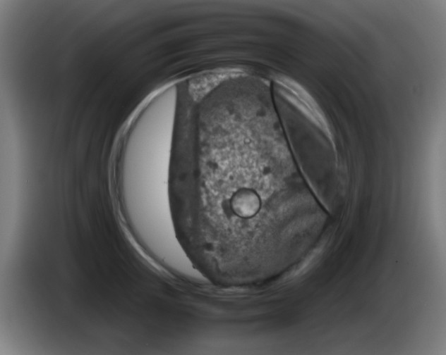 X0000085310851200703302021