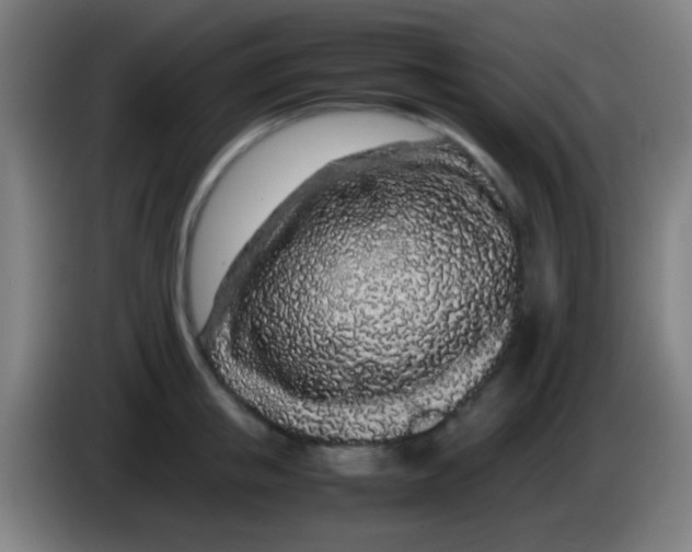 X0000085310853200703302021