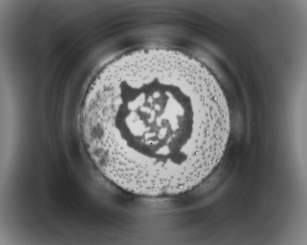 X0000085310856200703302021