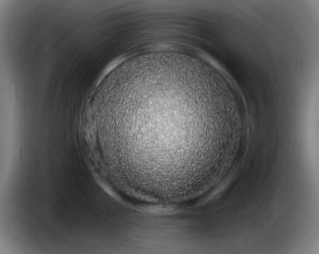 X0000085310858200703302021