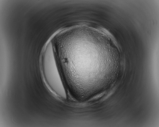 X0000085310859200703302021