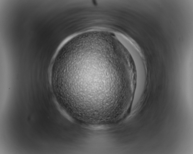 X0000085310862200703302021