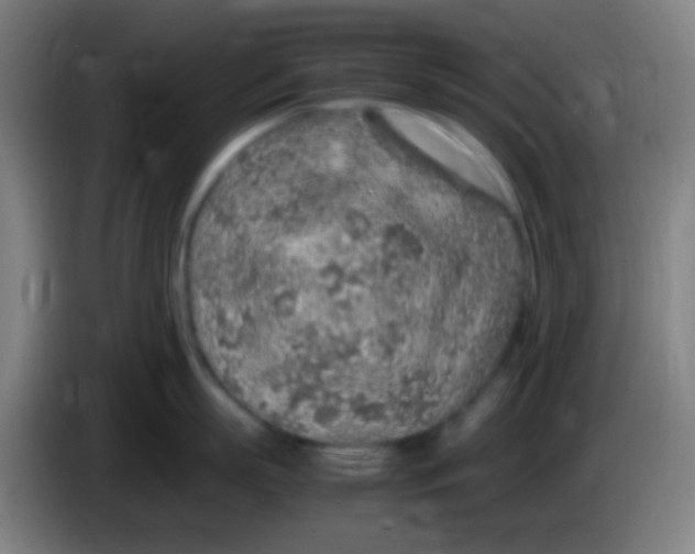 X0000085310863200703302021