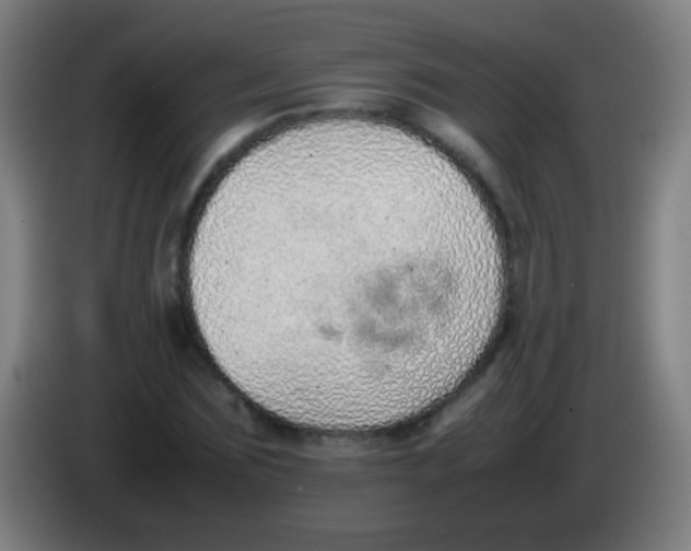 X0000085310875200703302020