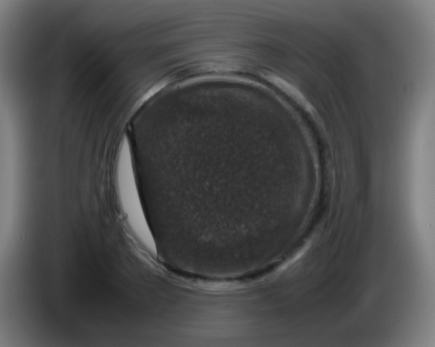 X0000085310889200703302020