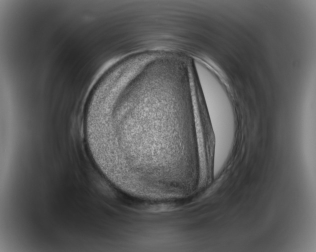 X0000085310891200703302020