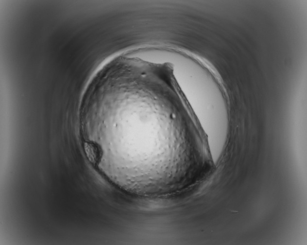 X0000085310895200703302020